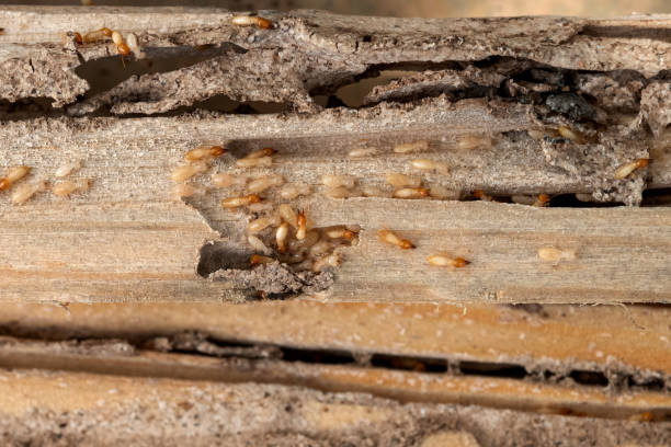 Best Flea Control Services  in Ligonier, IN