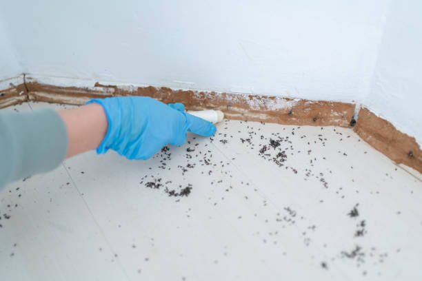 Reliable Ligonier, IN Pest Control Solutions